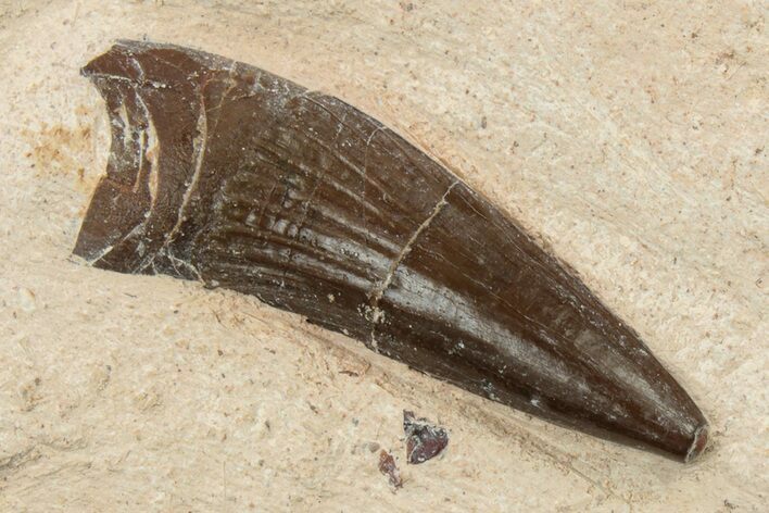 Fossil Polycotylid Plesiosaur (Thililua?) Tooth - Asfla Morocco #252346